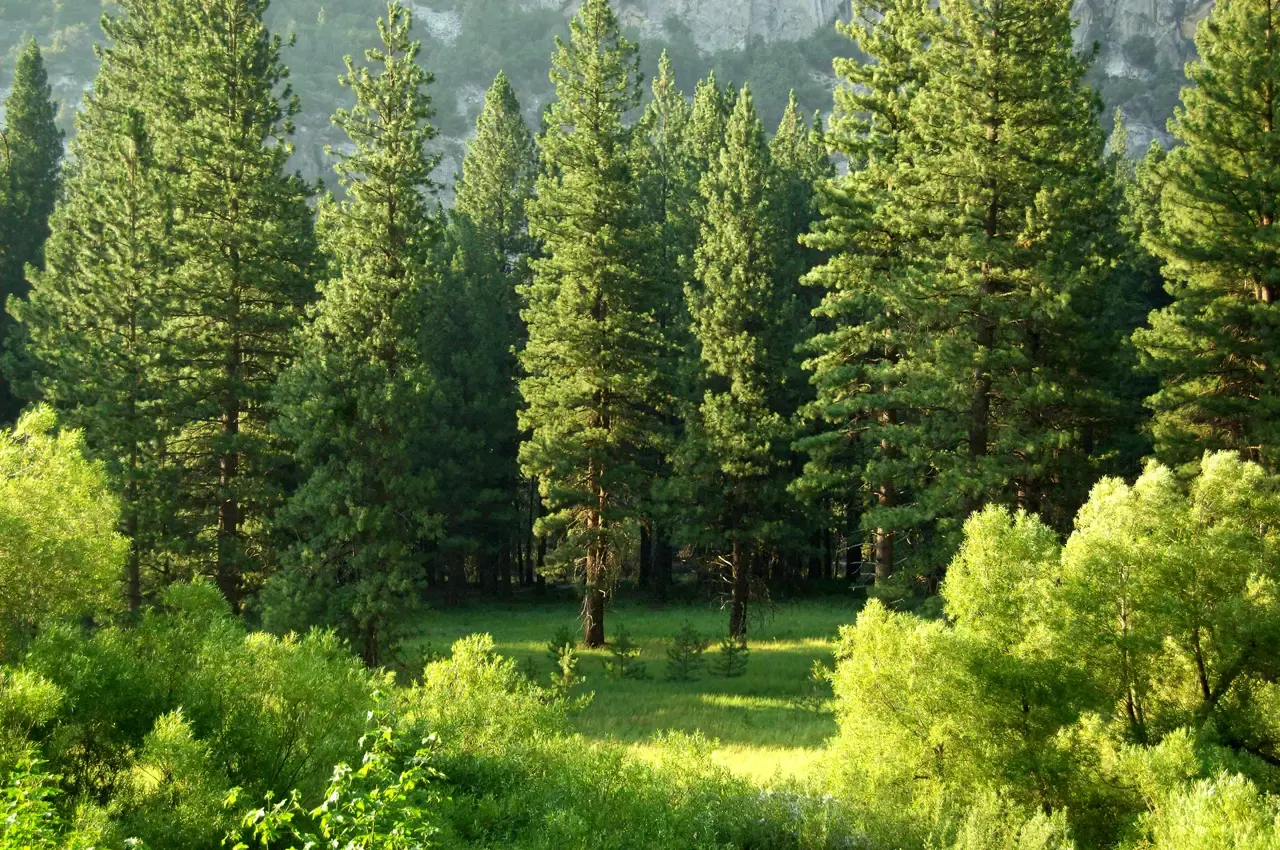 Forêt de pins et de feuillus baignée de lumière